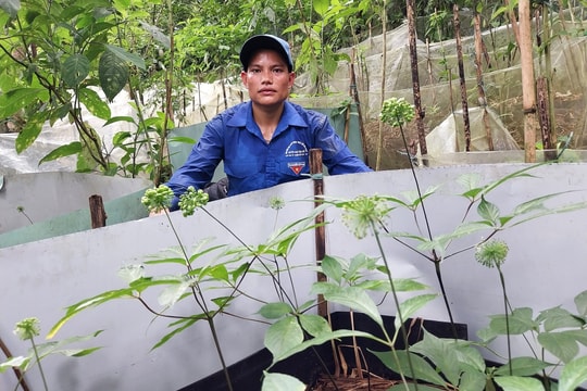 Tri thức dân gian về sâm Ngọc Linh được công nhận Di sản văn hóa phi vật thể quốc gia