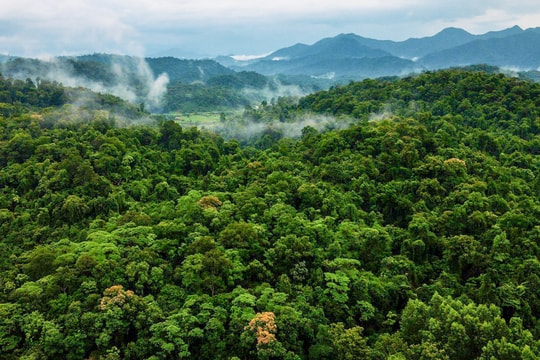 Quảng Nam cấp thiết mở rộng Khu bảo tồn loài Sao la