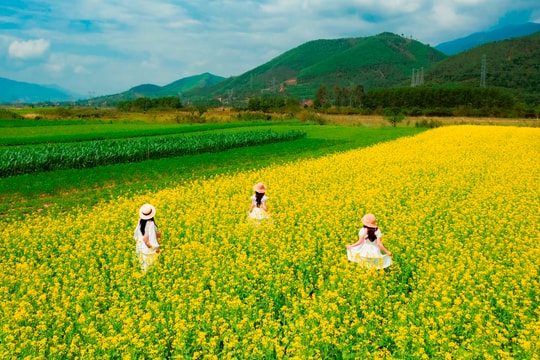 Vấn vương hoa cải...