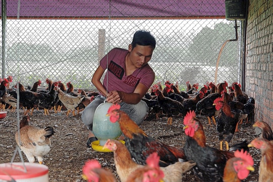 Hiệu quả của mô hình liên kết nuôi gà thả vườn ở xã Quế An