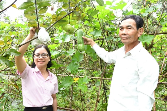 Hưởng ứng "tín dụng xanh", Quảng Nam chờ cơ chế, chính sách khơi thông