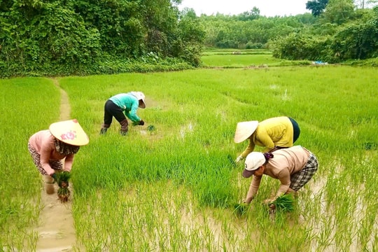 Quảng Nam ban hành chính sách hỗ trợ về đất đai đối với đồng bào dân tộc thiểu số