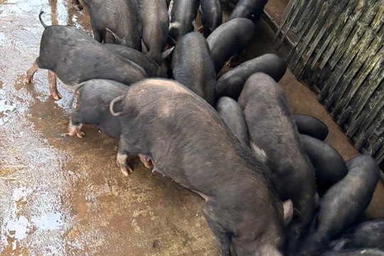 Đông Giang sẽ nhân rộng mô hình nuôi heo cỏ an toàn sinh học