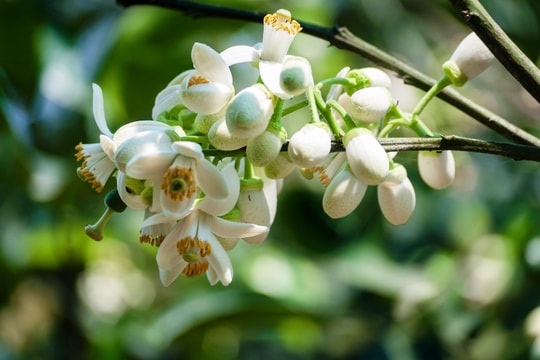 [Podcast] - Thoảng hương bưởi trong ký ức