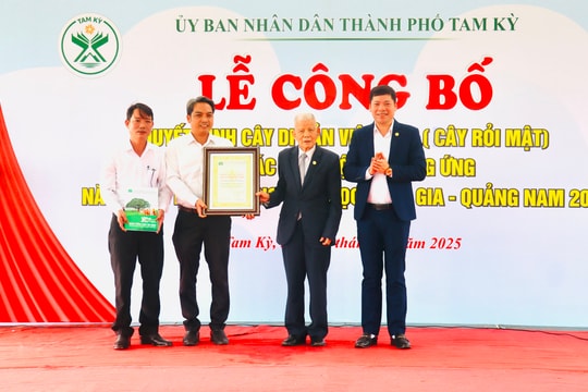 Cây rỏi mật ở Tam Kỳ được công nhận là cây di sản