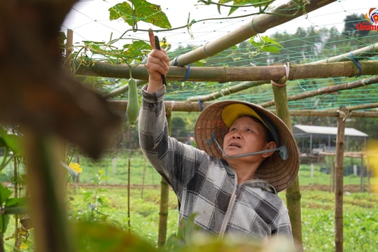 [VIDEO] - Nông dân Trà Giang nâng cao thu nhập từ trồng rau an toàn