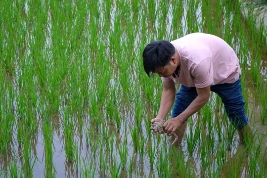 Độc đáo mô hình nuôi ếch thâm canh trên ruộng