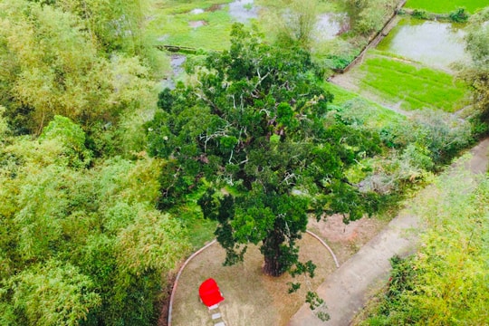 Cây rỏi mật - di sản của làng Thạch Tân