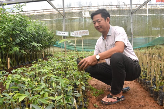 Triển vọng từ tạo trầm hương bằng kỹ thuật cấy ghép