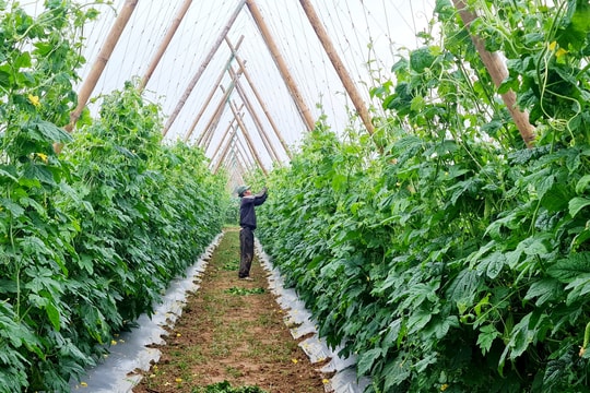 Nhiều đồng đất ở Quảng Nam thắng lớn vụ rau quả đông xuân