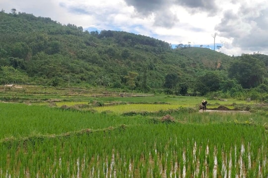 "Hạt vàng" trên cánh đồng thanh niên ở Phước Kim