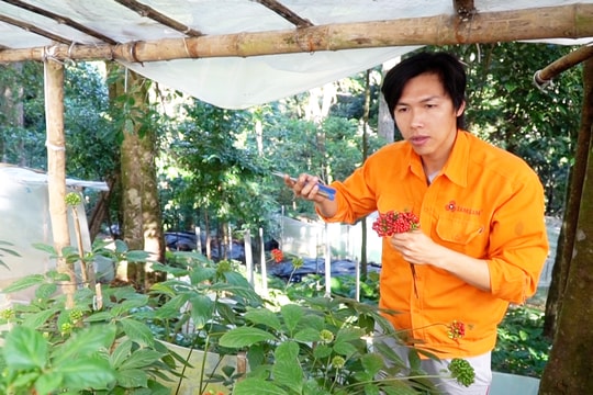 Thủ tướng Chính phủ phê duyệt đề án phát triển và hình thành trung tâm công nghiệp dược liệu tại Quảng Nam, sâm Ngọc Linh là cây chủ lực