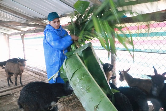 Những mô hình chăn nuôi hiệu quả tại xã Trà Vinh