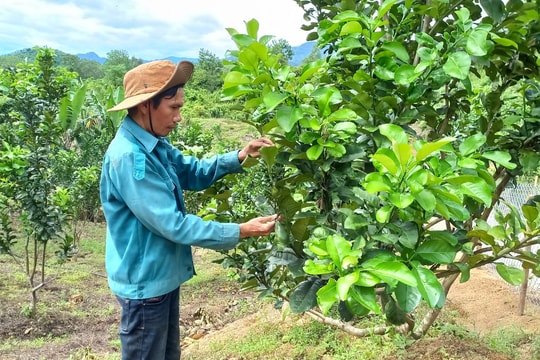 Nam Giang hỗ trợ gần 11 tỷ đồng phát triển kinh tế vườn, kinh tế trang trại