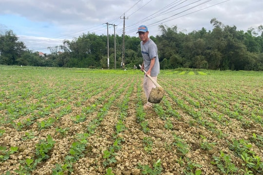 Dịch hại phát sinh trên cây đậu phụng