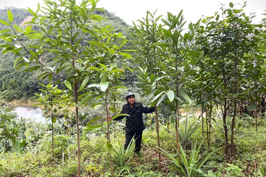 Khu bảo tồn loài Sao la Quảng Nam: Triển khai sinh kế, giảm áp lực lên rừng đặc dụng