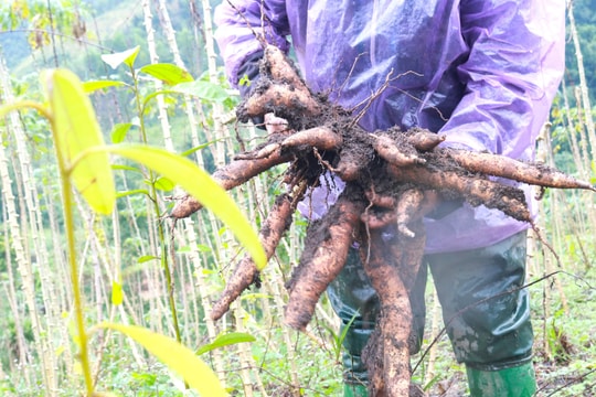 Trồng sắn cao sản xen quế Trà My ở xã Trà Vinh