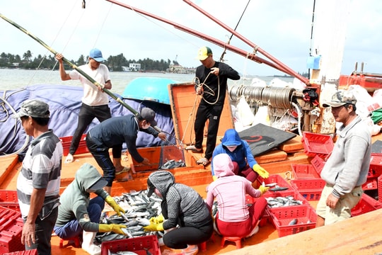 Triển khai chương trình quốc gia phát triển khai thác thủy sản bền vững