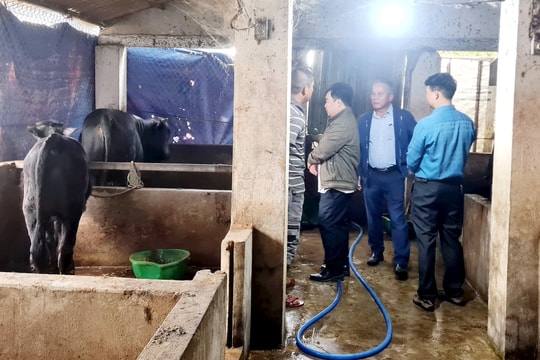 Đại Lộc: Tỷ lệ tiêm phòng vắc xin dại chó đạt hơn 86%