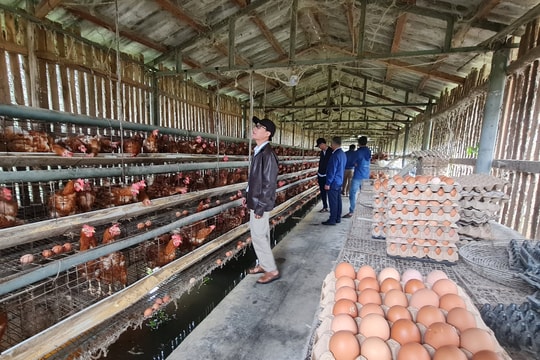 Đại Lộc phát triển chăn nuôi theo hướng bền vững