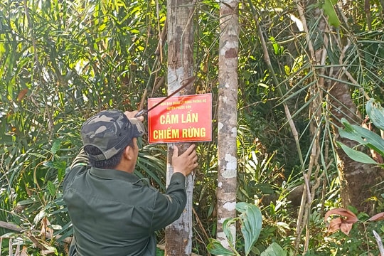 Phước Sơn nâng cao chất lượng rừng và giá trị lâm sản