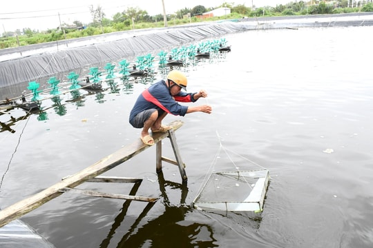 Quảng Nam: Hướng đến nuôi tôm bền vững, thúc đẩy "chuyển động xanh"