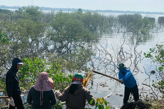 Núi Thành trồng hơn 24ha cây chống cát bay, ngập mặn vùng ven biển