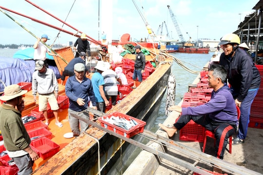 Quảng Nam chung sức gỡ “thẻ vàng” thủy sản