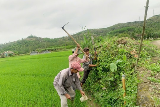 Ngành nông nghiệp Quảng Nam hỗ trợ nhà nông diệt chuột gây hại