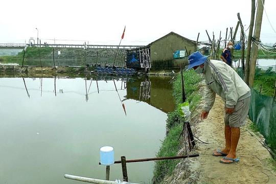 Bệnh đốm trắng gây hại hơn 15ha tôm nuôi ở Duy Xuyên