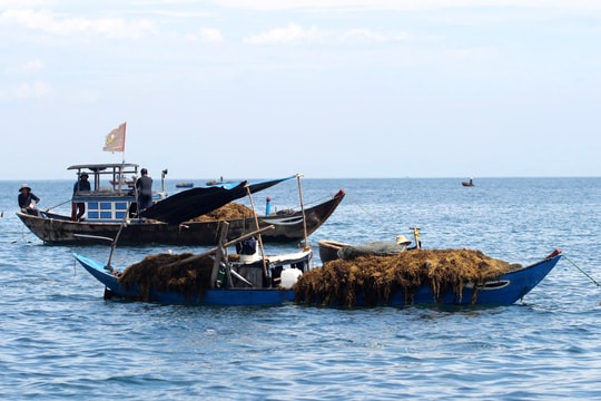 Quảng Nam cần có hướng khai thác hiệu quả giá trị kinh tế từ rong biển