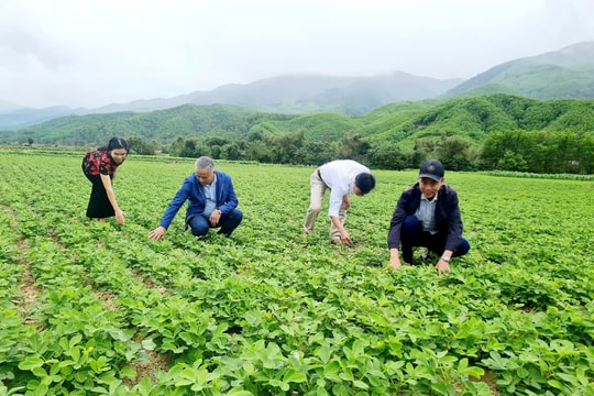 Đại Lộc phát triển nông nghiệp bền vững