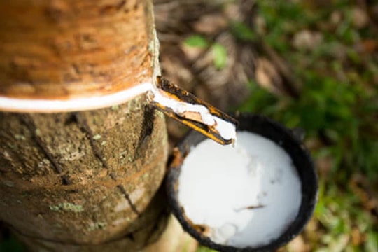 Giá cao su hôm nay 11/3/2025: Giá cao su thế giới giảm mạnh