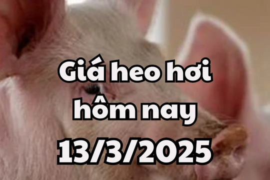 Giá heo hơi hôm nay 13/3/2025 có sự phân hóa rõ rệt