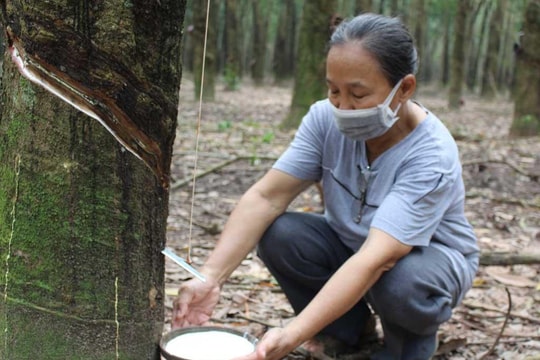 Giá cao su hôm nay 14/3/2025: Giá cao su thế giới tăng trở lại