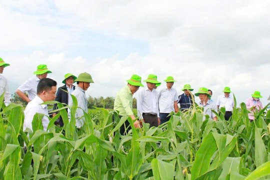 Đại Thắng đẩy mạnh liên kết sản xuất nông nghiệp