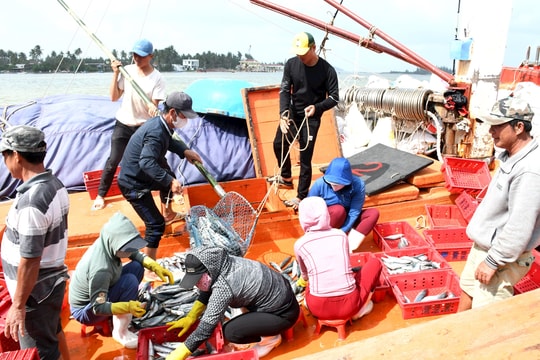Rà soát khắc phục lỗ hổng, Quảng Nam sẵn sàng gỡ "thẻ vàng" thủy sản