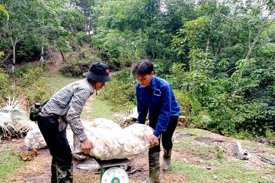 Giá cao su hôm nay 18/3/2025: Giá cao su thế giới giảm mạnh, trong nước ổn định