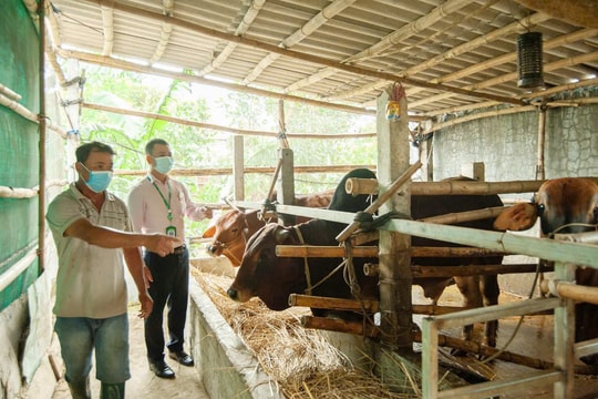 Duy Xuyên nâng cao chất lượng tín dụng chính sách