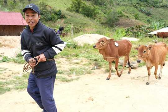 Bộ đội Biên phòng Quảng Nam trao bò giống cho người nghèo vùng biên