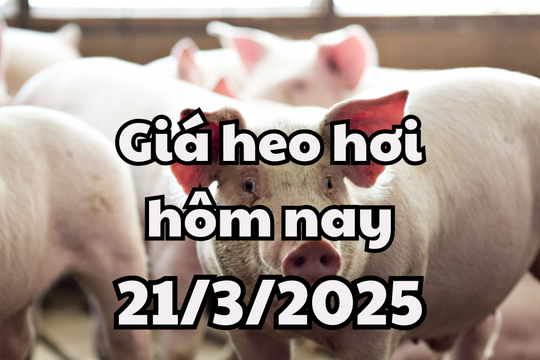 Giá heo hơi hôm nay 21/3/2025: Đang vào giai đoạn ổn định