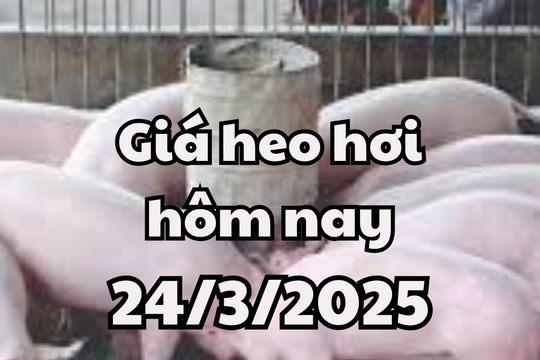 Giá heo hơi hôm nay 24/3/2025 tăng không đáng kể