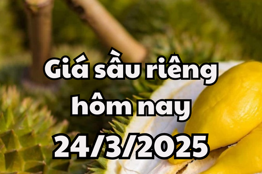 Giá sầu riêng hôm nay 24/3/2025 có mức giá khả quan
