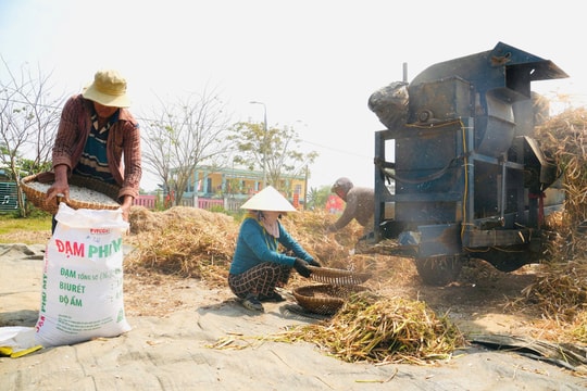 Năng suất đậu cô ve vụ đông xuân giảm sâu, nông dân Duy Xuyên thất thu