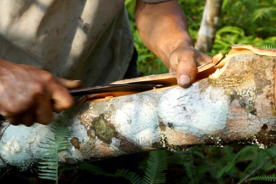 Mùa lột quế