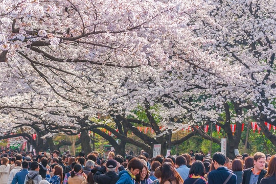 Mùa hoa anh đào tại Nhật Bản thu hút khách quốc tế