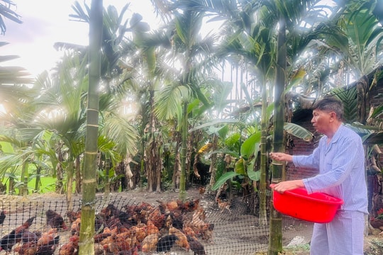 Người dân Trà Sơn làm kinh tế vườn