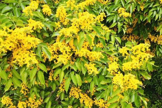 [Podcast] - Phát triển du lịch sinh thái từ loài cây biểu tượng của Tam Kỳ