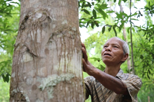 Người Cơ Tu mở hướng trồng rừng gỗ lớn