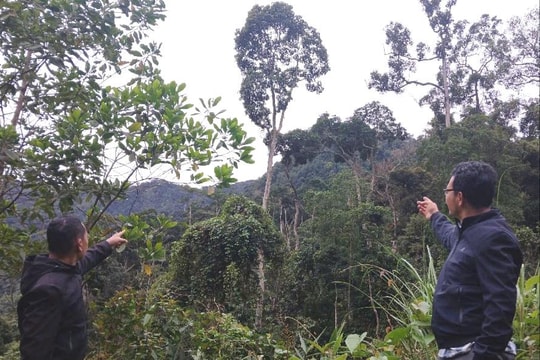 Cộng đồng Tà Riềng bảo vệ rừng ươi